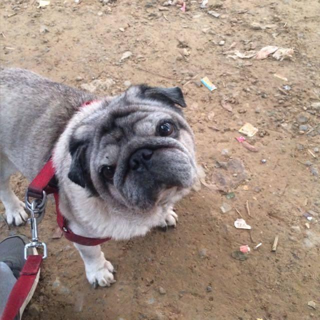 Rash Driving under IPC, Motor Vehicles Act offences would not be attracted for accidents of animals Feedo